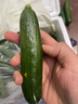京鲜生 山东荷兰水果黄瓜净重5斤 单果70g+ 健康轻食早餐 源头直发 实拍图