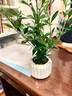 八芽小叶栀子花盆栽开花植物室内桌面茶几好养花卉绿植办公室净化空气 小叶栀子花-陶瓷竖纹盆 带盆栽好 实拍图