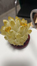 瑞际天然黄水晶簇原石摆件手链消磁石家居办公室新家装饰送礼摆件 300克黄晶簇(送底座)7cm左右 晒单实拍图