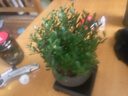 开时果 小叶赤楠盆景摆件 办公室桌面绿植花卉好养盆栽植物源头直发包邮 【推荐款】舍得紫砂盆+苔藓+底座 实拍图