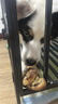 疯狂小狗宠物狗狗零食磨牙牛骨头金毛边牧中大型犬耐啃 鸡肉绕牛棒骨150g 实拍图