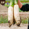 北蔬 白萝卜种子苗大白皮水果萝卜秋季蔬菜种籽 九斤王白萝卜种子15g 实拍图