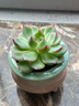 景青陶瓷多肉花盆简约冰裂清新彩红小号控型创意桌面装饰透气 YM三腿胖嘟嘟-绿粉 陶瓷 实拍图