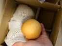 三萌果蔬山东秋月梨 当季新鲜脆甜冰糖梨子水果礼盒节日送礼 5斤精品果【单果300g起】净重4.5斤 实拍图