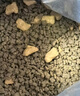 麦富迪猫粮 barf霸弗天然猫粮冻干生骨肉成猫粮养胃益肠牛肉100g 实拍图
