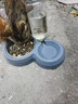 甜浪海猫碗双碗自动喂食器不锈钢狗盆幼猫吃饭喝水防打翻饮水机宠物食盆 实拍图