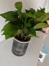 特价绿萝盆栽室内客厅办公室吸甲醛净化空气水培植物绿植花卉好养 【1盆】绿萝+轻奢灰色繁星吸水盆 整体含盆高度20-25cm 实拍图