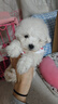 果粒之星纯种比熊犬幼犬活体双血法国卷毛微笑天使白色比熊活体贵族宠物狗 宠物级 实拍图