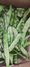 黄六爷东北油豆角现摘新鲜蔬菜黑龙江一点红油豆角九月青开锅烂整箱包邮 5斤【新鲜超嫩】 晒单实拍图