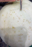 藤上熟玉菇蜜瓜单粒约1.2kg 实拍图