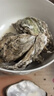 鲜京采 鲜活生蚝3XL 净重5斤 13-18只 鲜活到家 生鲜海鲜 源头直发 实拍图