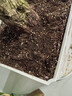 德沃多肥料植物营养土通用8L园艺养花土种菜花卉盆栽多肉种植土有机基质土壤 实拍图