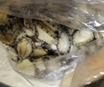江船长 冷冻无壳鲍鱼肉 净重160g(20-25粒）火锅烧烤食材 海鲜水产  实拍图