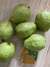广东特产高山芭乐脆甜番石榴白心新鲜热带当季孕妇低糖水果一整箱 果园直发-5斤装-精选大果 实拍图