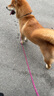 多尼斯（DOGNESS）狗绳狗牵引绳项圈小型犬拴遛狗绳P链防爆冲泰迪比熊法斗博美枣红S 实拍图
