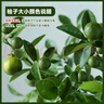 临雅【带果发货】四季金桔树年桔可食用冬季客厅年宵花盆栽金橘子树苗 四季金桔树+原土盆 实拍图