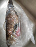 鲜活大龙胆石斑鱼1条 600g起 实拍图