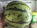 京鲜生 无籽麒麟大西瓜 1粒装 7-9斤 生鲜水果 实拍图