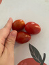 京鲜生山东千禧贝贝小西红柿 圣女果 净重2.8斤源头直发 实拍图