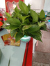 双盟绿萝盆栽除甲醛花卉绿植办公室新房净化空气180加仑4盆装源头直发 实拍图