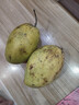 【双十一热卖】玉芒水果芒果新鲜上市 带箱2斤【单果300g+】 实拍图