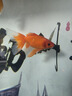 冷水鹦鹉鱼招财鱼血鹦鹉红金鱼冷水观赏鱼活体鱼苗好养耐活发财鱼 冷水血鹦鹉3条【19-21cm】 实拍图