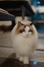 适马（SIGMA）Art 35mm F1.2 DGⅡ 二代  全画幅微单 大光圈定焦镜头 微单人像（L卡口） 实拍图