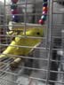 万宠汇 鸟活体虎皮鹦鹉笼养牡丹玄风活鸟学说话手养小太阳鹦鹉宠物鹦鹉 自选择虎皮2只（颜色公母备注） 实拍图