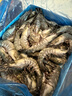 鲜京采 2025福建活冻黑虎虾 净重3斤 2030规格 30-45只/盒 特大号 实拍图