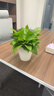 双盟绿萝盆栽除甲醛花卉绿植办公新房净化空气180龙蛋光面4盆源头直发 实拍图