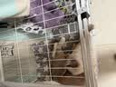 京喜自营-专用品牌猫笼子超大室内猫别墅多层猫舍送货上门 方管款-白色双层78*55*85 套餐一：三件套 实拍图