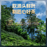 西湖江南茶叶礼盒武夷正山小种红茶250g高档实用送生日礼物长辈领导老师 实拍图