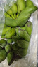 广西网红小米蕉青香蕉发货密封放熟吃新鲜水果皮薄肉厚 净重5斤青蕉发货 实拍图