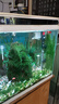 森森（SUNSUN）鱼缸加热棒自动恒温水族箱防爆加热器鱼缸水族用品 高硼硅玻璃200W(27.5cm长) 实拍图