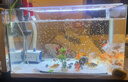 森森 超白玻璃小型热弯水草鱼缸HRK-600套缸+过滤器+水草灯 实拍图