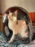 licheers猫包外出大号宠物背包便携太空舱猫笼狗袋双肩透气大容量猫咪书包 实拍图
