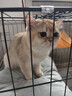 宠乐乖（CHONGLEGUAI）猫笼双层大号加粗侧开门折叠猫笼咪子多层猫舍猫窝宠物用品850MLZ 实拍图