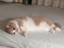 万物一口Pro强功能系列化毛球烘焙猫草冻干猫粮罐装低温烘焙试吃装50g 实拍图