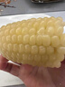 抱抱你 【大棒300g】头茬黄白玉米粘黏甜糯黑玉米棒营养代餐苞米玉米 白糯玉米12根*300g【甜糯杂粮】 实拍图