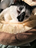 【京东快递】猫咪保暖加厚椭圆窝封闭式宠物窝小型犬狗窝猫咪窝 奶茶色 M45*60（18斤内） 实拍图