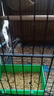 万宠汇 鸟活体虎皮鹦鹉笼养牡丹玄风活鸟学说话手养小太阳鹦鹉宠物鹦鹉 小灰珍珠鸟一只 实拍图