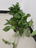 双盟绿萝盆栽除甲醛花卉绿植办公室新房净化空气160白2盆源头直发 实拍图