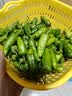 正宗江西余干小辣椒新鲜农家余干枫李家薄皮土辣椒青椒应季蔬菜 500g 实拍图