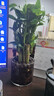 绿有意步步高观音竹富贵荷花竹水养土培盆栽室内桌摆植物吸甲醛水培植物 荷花竹5支【10圆柱玻璃瓶】+陶粒 含盆 实拍图