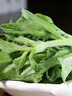 良知农哥【顺丰】山东冰草 新鲜冰菜沙拉蔬菜冰叶 健康轻食 3斤 实拍图