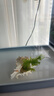 疯狂水草（FKSC）真水草鱼缸造景套餐净化水质懒人鱼缸水草植物直接入缸蜈蚣草 蜈蚣草【火山石底座】 实拍图