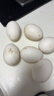 耕果妙新鲜大鹅蛋6枚1.2斤农家散养新鲜鹅蛋100-130g/枚 源头直发 包邮 实拍图