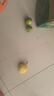 京喜加广西钦蜜9号黄金百香果青果发货当季新鲜大果黄皮果奶茶店水果 【小果1斤】 约8-12个 实拍图