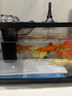 阔庭（KUOTING）鱼缸水族箱生态桌面鱼缸新款懒人鱼缸生态造景过滤制氧一体机蓝色 实拍图