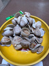 鲜京采 鲜活美贝 17-22粒/斤 净重5斤 蛤蜊花蛤生鲜海鲜 源头直发 实拍图